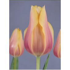 Tulipa Blushing Lady